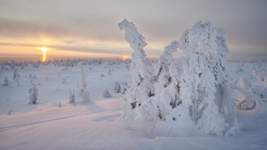 From Rovaniemi: Winter Wonderland Hike with a Hot Drink - Photography, silence, and the value of the scenery