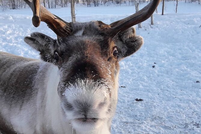 From Saariselkä: Ice Fishing Tour to Lake Inari, reindeers &lunch - Campfire lunch on an island