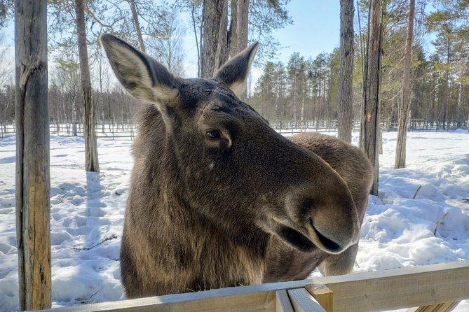 Full Day Lapland Tour, including Lunch and Dinner - Buffet lunch and a practical park visit