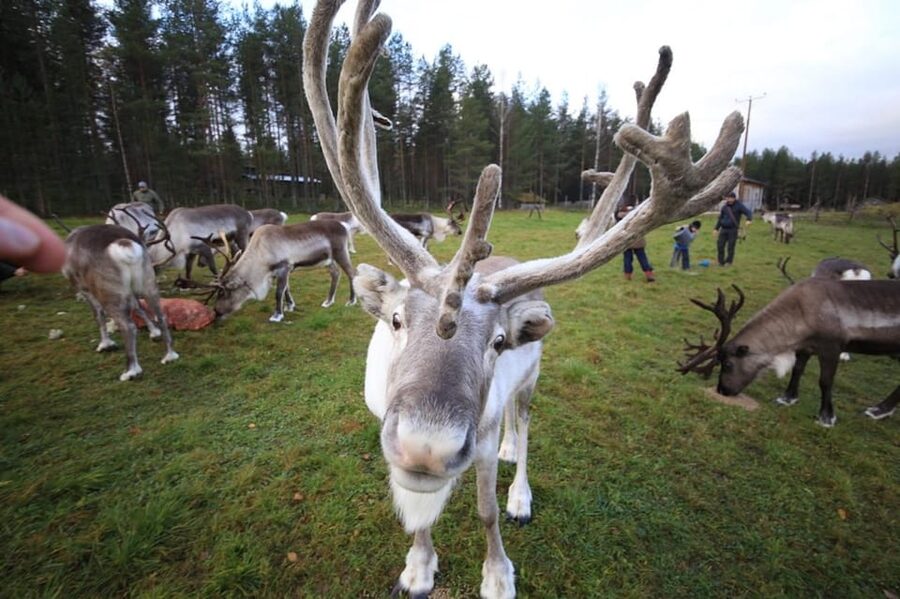 Full day: Reindeer Farm, Santa Claus Village & Husky Park - Santa Claus Village and the Arctic Circle