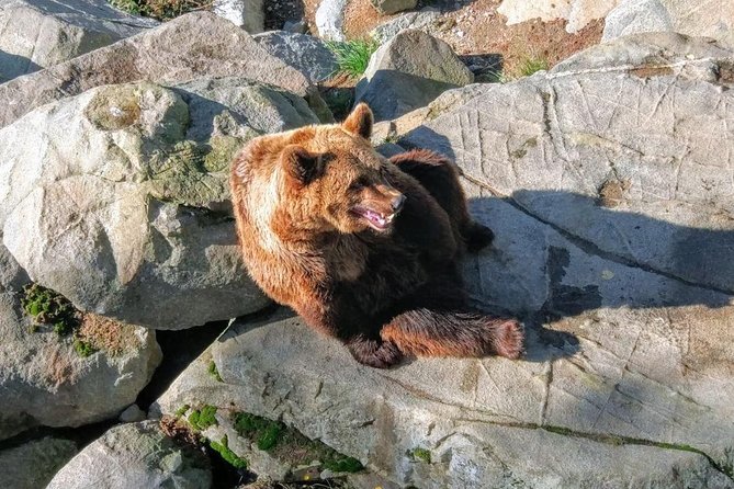 Guided Ranua Wildlife Park tour with Lunch, Small group adventure - Walking through the Arctic forest park