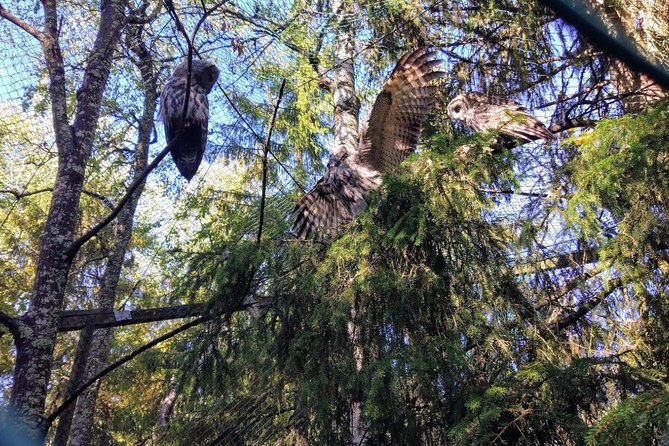 Guided Ranua Wildlife Park tour with Lunch, Small group adventure - What the guide adds, and where expectations matter