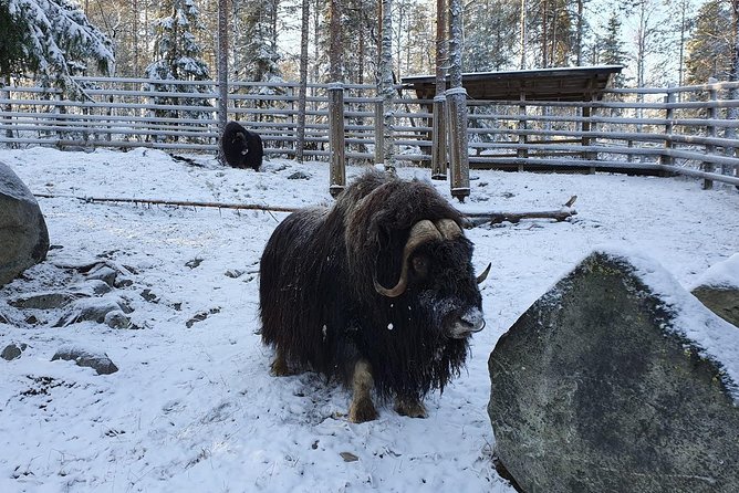Guided Ranua Wildlife Park tour with Lunch, Small group adventure - The one-hour drive from Rovaniemi
