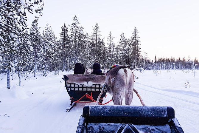 Guided reindeer farm visit and one hour sledge safari - Starting at Kopara Reindeer Park