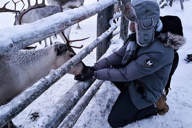 Guided reindeer farm visit and one hour sledge safari - Pyha-Luosto, Luosto, and Pyhatunturi