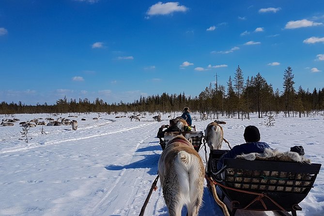 Guided reindeer farm visit and one hour sledge safari - Timing and the problem of fading winter light
