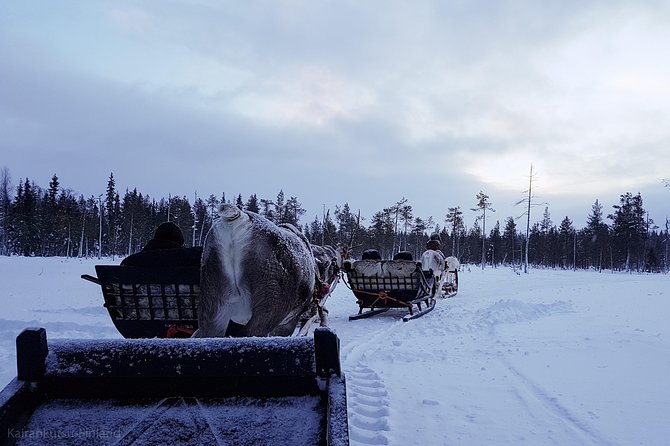 Guided reindeer farm visit and one hour sledge safari - The one-hour sledge safari into the wilderness