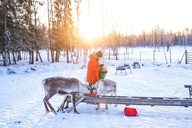 Half-Day Experience in Local reindeer farm in Lapland - From Rovaniemi to a family farm