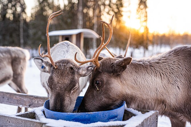 Half-Day Experience in Local reindeer farm in Lapland - Pancakes, hot chocolate, and a warm hut