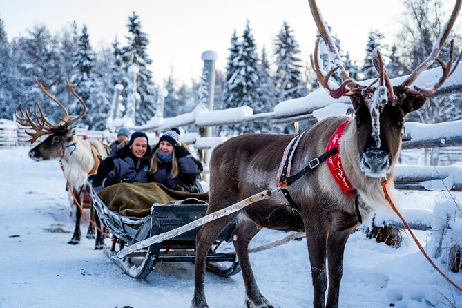 Half-Day Experience in Local reindeer farm in Lapland - Group size and the feeling of authenticity