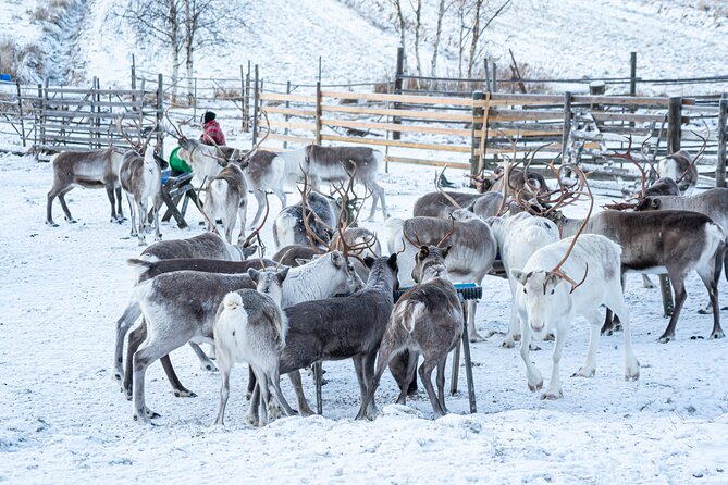 Half-Day Experience in Local reindeer farm in Lapland - Timing, weather, and practical limits
