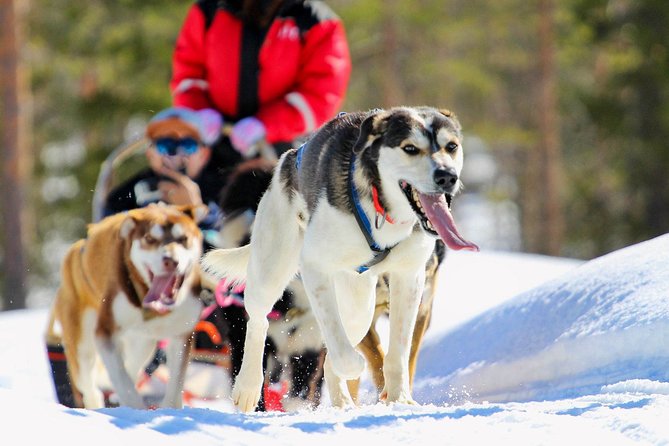 Half-Day Husky Safari and Salmon Ice Fishing Experience - Salmon fishing on a frozen private lake