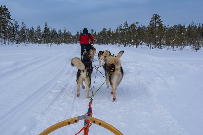 Half-Day Husky Safari and Salmon Ice Fishing Experience - Should you book the husky and salmon tour?