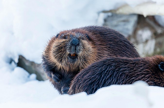 Half-Day Trip to Ranua Wildlife Park from Rovaniemi - The animals you may see at Ranua