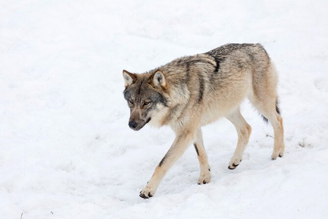 Half-Day Trip to Ranua Wildlife Park from Rovaniemi - Price and what the package includes