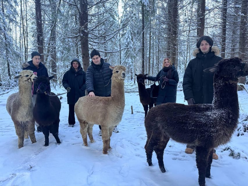Helsinki: Alpaca Farm Tour with Guided Walk (private) - Key points to know before booking