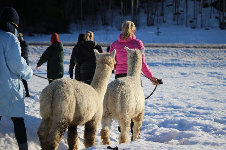 Helsinki: Alpaca Farm Tour with Guided Walk (private) - Meeting the alpacas behind the fence