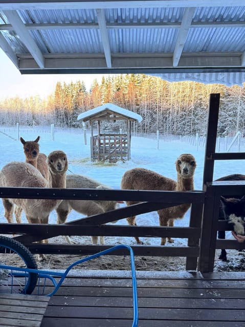 Helsinki: Alpaca Farm Tour with Guided Walk (private) - A practical two-hour escape from Helsinki