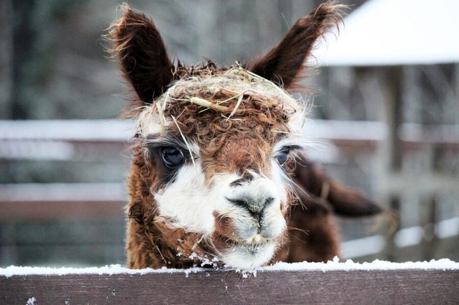 Helsinki: Alpaca Farm Tour with Guided Walk (private) - Should you book the Helsinki alpaca tour?
