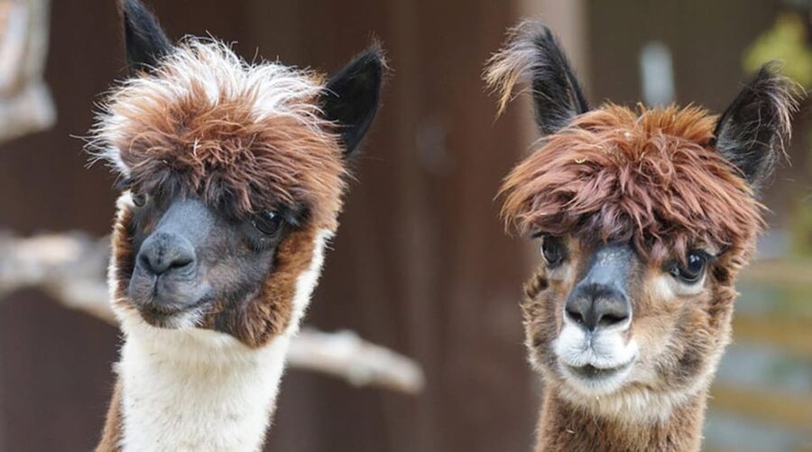 Helsinki: Alpaca Farm Tour with Guided Walk (private) - Taking one alpaca into the Finnish forest