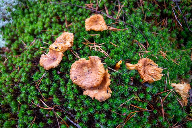Helsinki: Nuuksio National park hiking with campfire lunch - How the $139.13 price stacks up