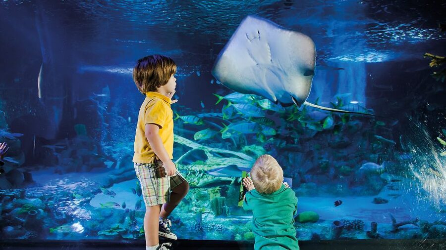 Helsinki: Sea Life Entrance Tickets - Meeting rays, octopuses, and sea urchins