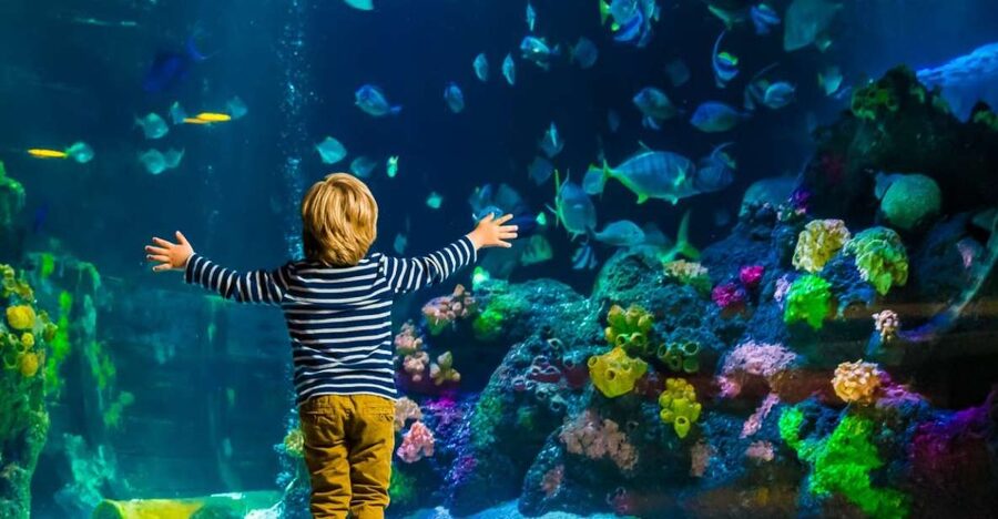 Helsinki: Sea Life Entrance Tickets - Who will enjoy this aquarium most?