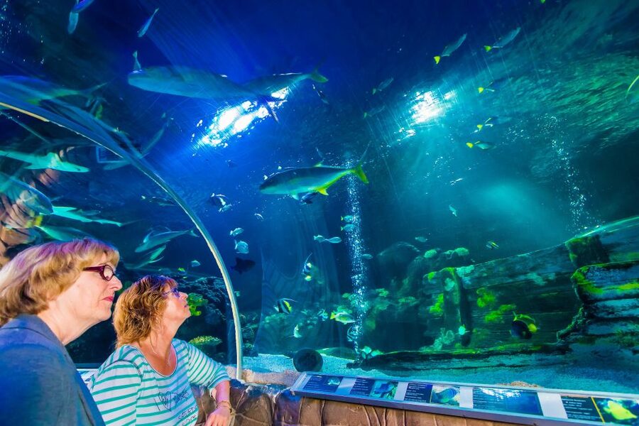 Helsinki: Sea Life Entrance Tickets - Walking beneath schools of tropical fish