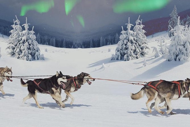Hunting Northern Lights with Husky - A husky ride under the Arctic night
