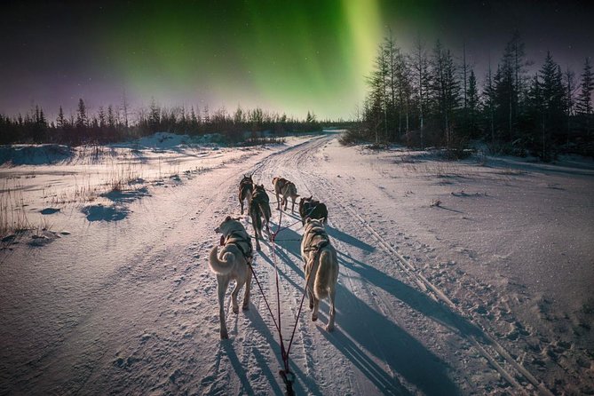 Hunting Northern Lights with Husky - What happens at the husky farm