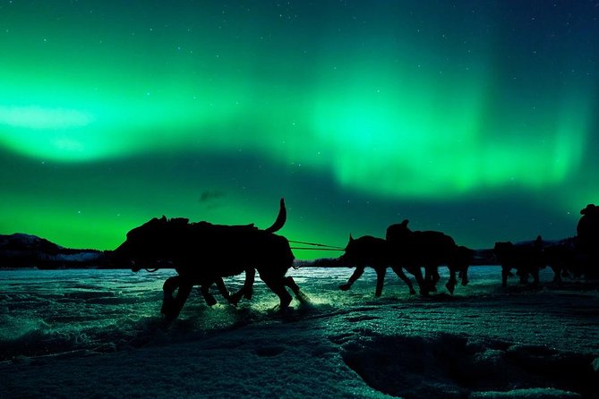 Hunting Northern Lights with Husky - How much time you really get