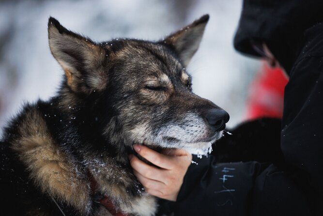 Husky and Reindeer Experience - Guide quality can lift a crowded day