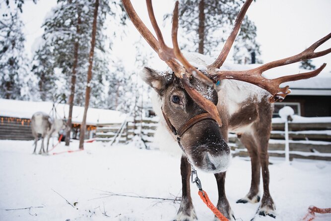 Husky and Reindeer Experience With Snowmobiling - Meeting the reindeer at the farm