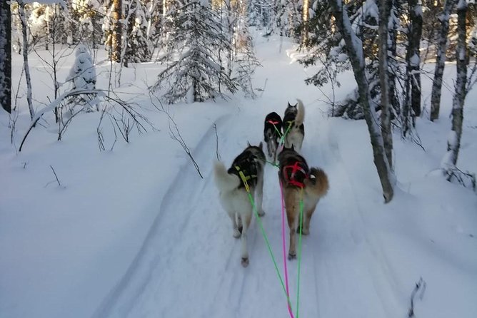 Husky safari - Key points to know before you book