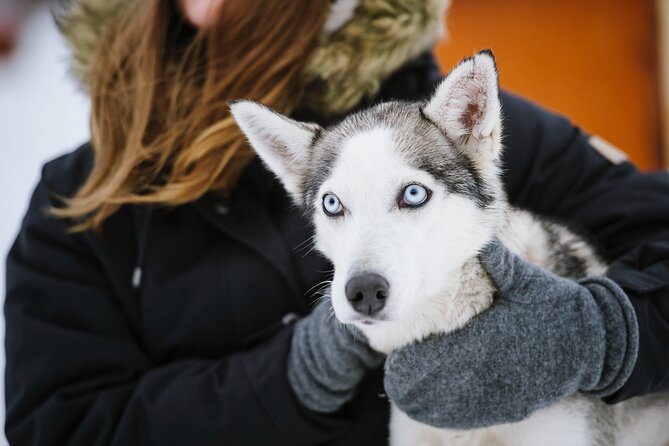 Husky Safari from Levi 2 KM or 5 KM with Husky Sledge Ride - Warm drinks, cookies, and time to thaw out