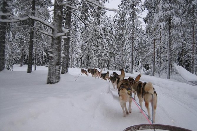 Husky Safari from Levi 2 KM or 5 KM with Husky Sledge Ride - Who will enjoy this Levi husky safari?