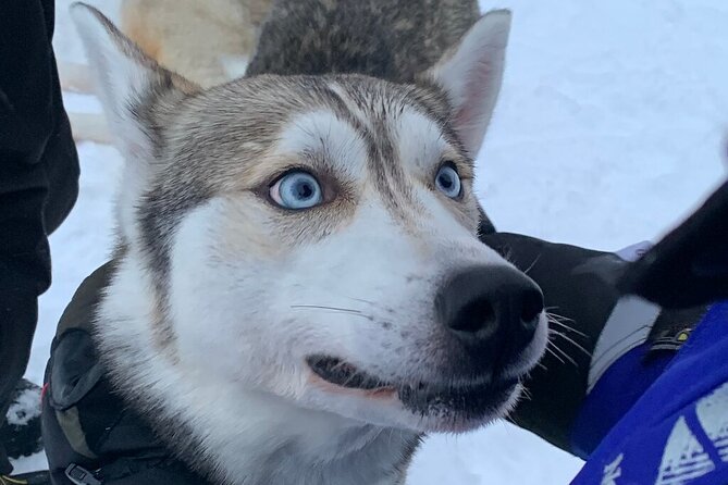 Husky Safari from Levi 2 KM or 5 KM with Husky Sledge Ride - Why the quiet forest matters