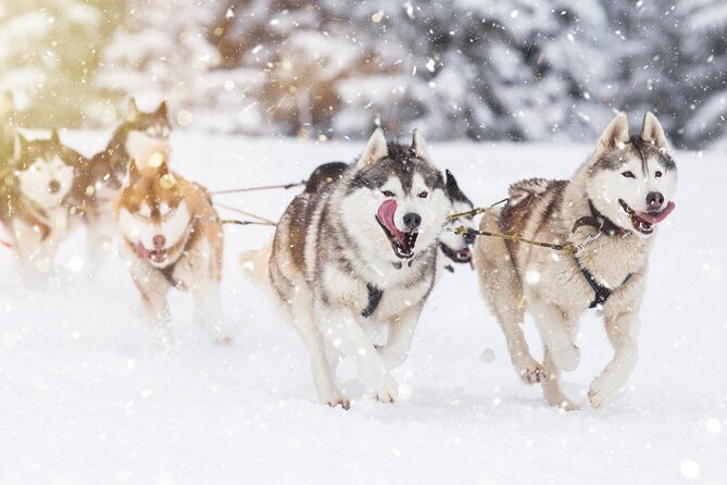 Husky Sledding Self-driving in Rovaniemi - Leaving Rovaniemi for a quieter forest