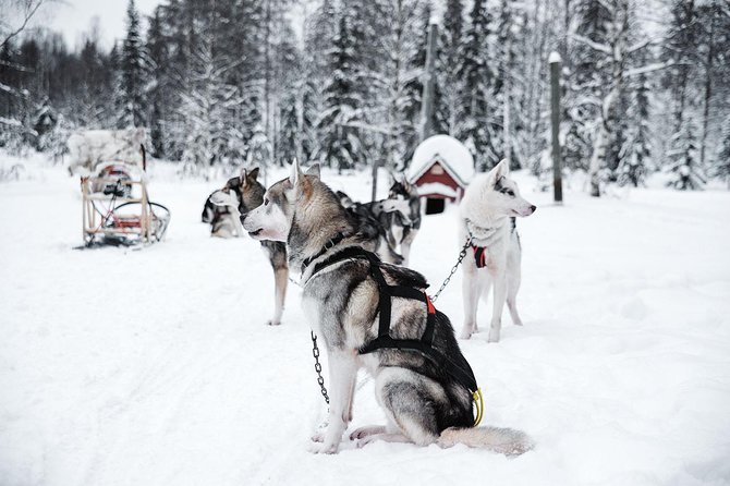 Ice Fishing and Husky - What the $312.41 price includes