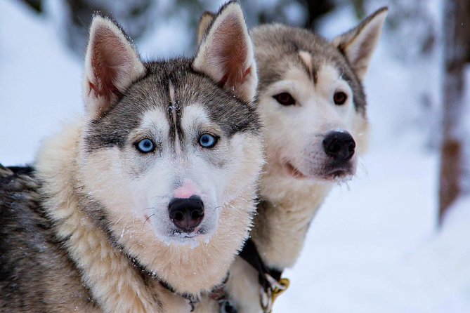 Ice Fishing and Husky - How to get the best day from it