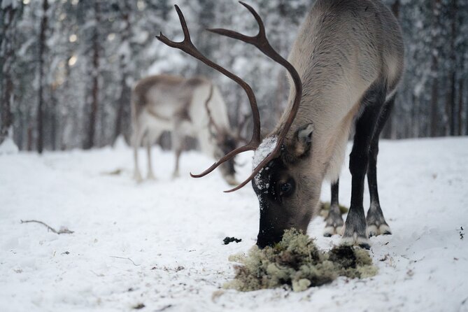 Ivalo: Aurora Hunting with Reindeer - Pickup, timing, and the meeting point