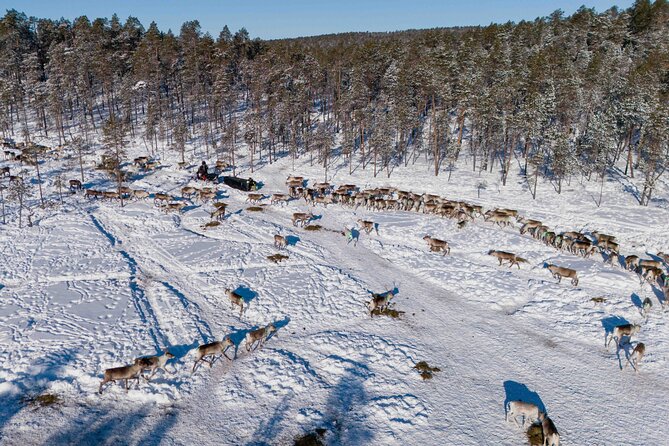 Ivalo: Reindeer herd and fishing experience - A frozen lake and traditional fishing