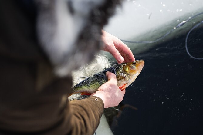 Ivalo: Reindeer herd and fishing experience - Starting at 8:00 am from Ivalo