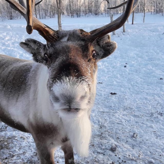 Ivalo: Snowmobile Safari, Meet and Feed Reindeers with Lunch - From Ivalo village to the frozen trail