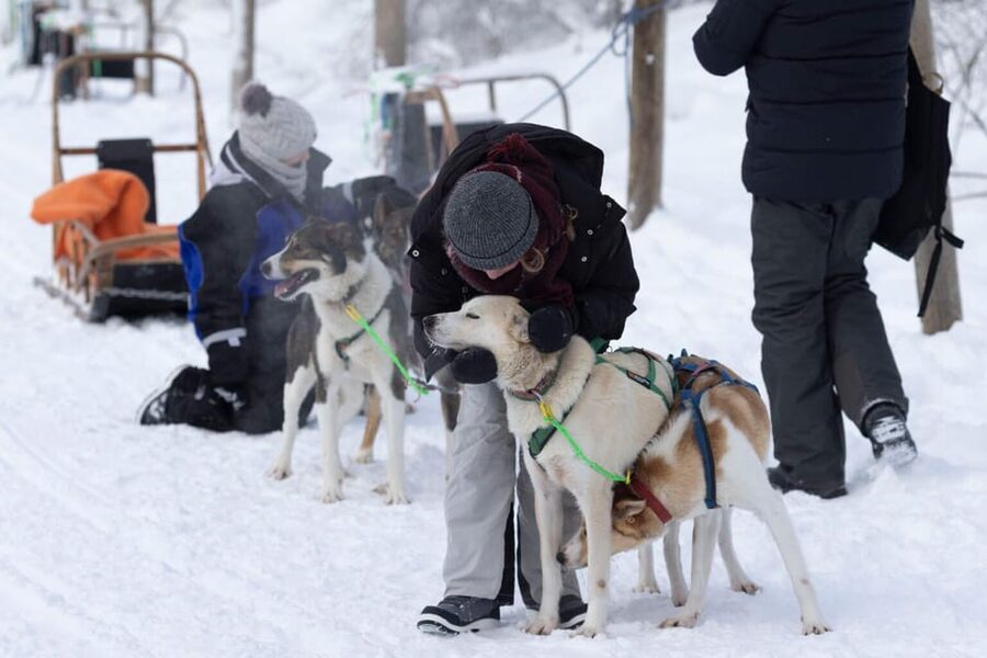 Kemi-Tornio: Husky Sled Ride with Hot Drink - Key points to know before booking