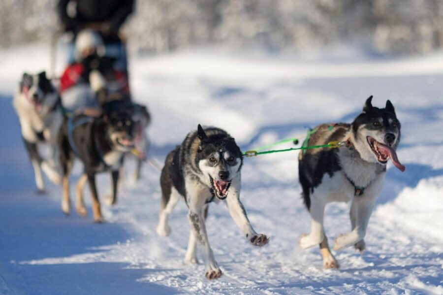 Kemi-Tornio: Husky Sled Ride with Hot Drink - A 5-kilometer ride through frozen Sea Lapland