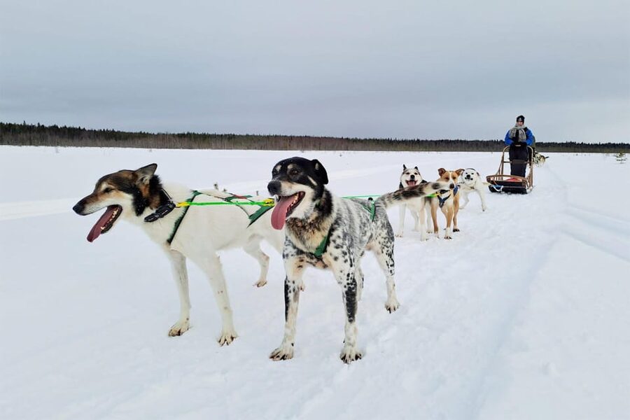 Kemi-Tornio: Husky Sled Ride with Hot Drink - Safety instruction before the dogs take off