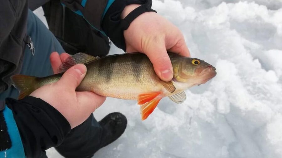 Kemi-Tornio: Ice Fishing Safari with Snowmobiles - Crossing the frozen Bothnian Bay