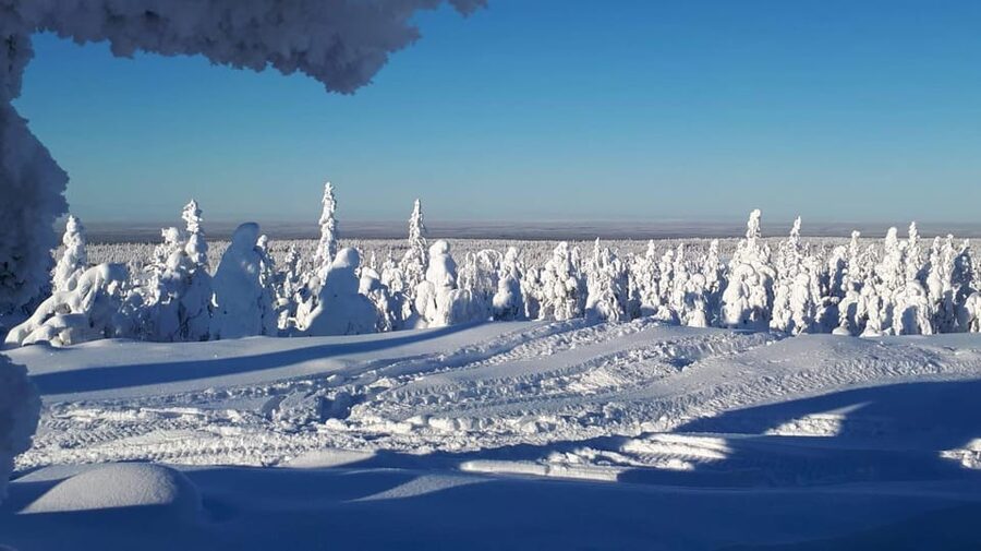 Kemi-Tornio: Snowmobile Forest Safari w/ Hot Drink & Snacks - From Kemi safari house to the frozen bay
