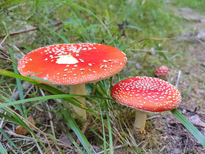 Kintulammi Nature Experience (Nature reserve near Tampere) - Who will enjoy this day most?